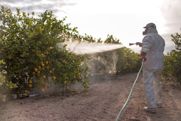 Bird Control in Mount Pleasant, TX