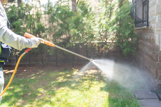 Best Flea Control Services  in Mount Pleasant, TX