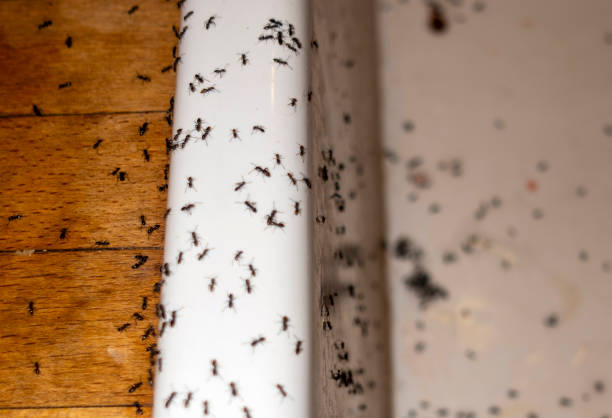Pest Control Cost in Mount Pleasant, TX