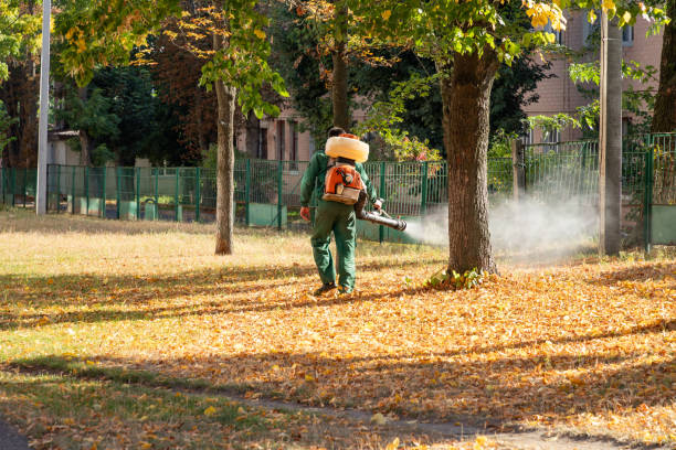 Best Mosquito Control Services  in Mount Pleasant, TX