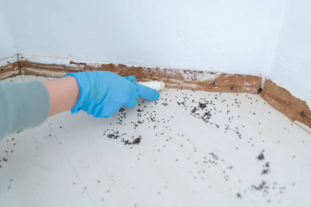Best Best Pest Control Companies  in Mount Pleasant, TX